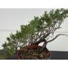 Juniperus sabina -sabina rastrera-  I-8708 vista 3