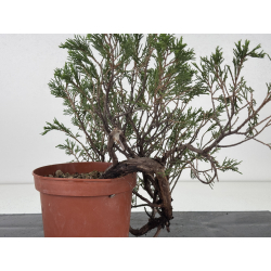 Juniperus sabina -sabina rastrera-  I-8708 vista 4