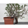 Juniperus sabina -sabina rastrera-  I-8708 vista 4