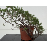 Juniperus sabina -sabina rastrera-  I-8708 vista 5