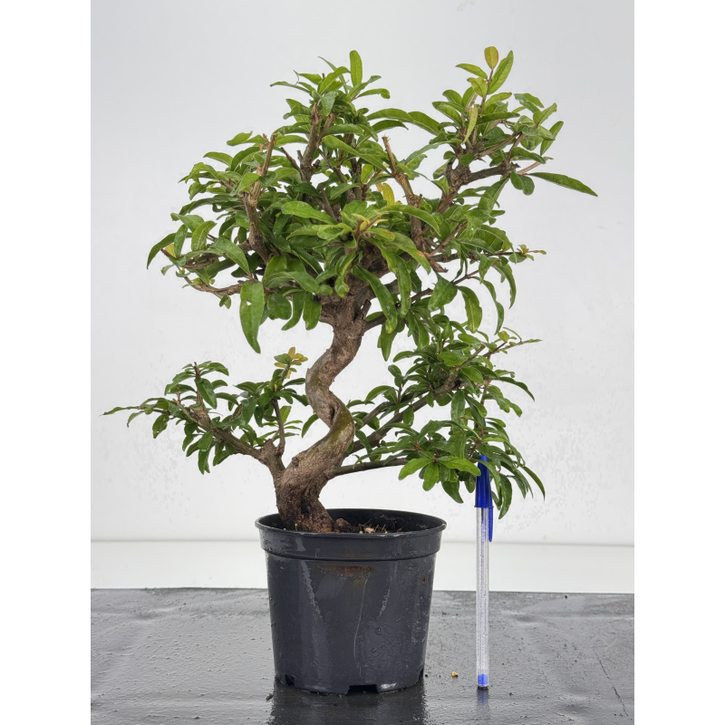 Punica granatum -granado- nejikan I-8709