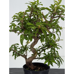 Punica granatum nejikan I-8709 view 2