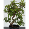 Punica granatum nejikan I-8709 view 2