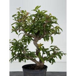 Punica granatum nejikan I-8709 view 3
