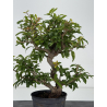 Punica granatum -granado- nejikan I-8709 vista 3