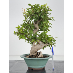 Punica granatum -granado- nejikan I-8710