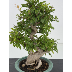 Punica granatum -granado- nejikan I-8710 vista 2
