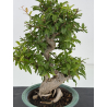 Punica granatum nejikan I-8710 view 2