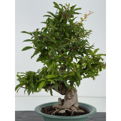 Punica granatum -granado- nejikan I-8710 vista 3