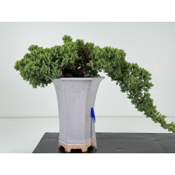 Juniperus procumbens nana -sonare-  I-8711