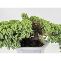 Juniperus procumbens nana -sonare-  I-8711 vista 2