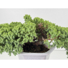 Juniperus procumbens nana -sonare-  I-8711 vista 2