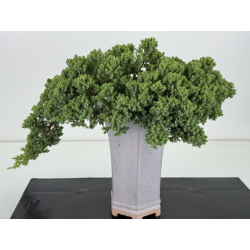 Juniperus procumbens nana -sonare-  I-8711 vista 4