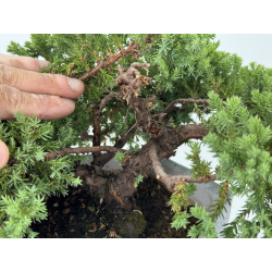 Juniperus procumbens nana -sonare-  I-8711 vista 3