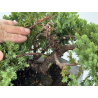 Juniperus procumbens nana -sonare-  I-8711 vista 3