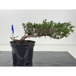 Juniperus sabina -sabina rastrera-  I-8712