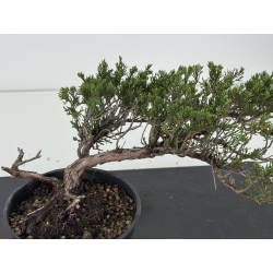 Juniperus sabina -sabina rastrera-  I-8712 vista 2