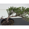 Juniperus sabina -sabina rastrera-  I-8712 vista 2