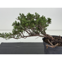 Juniperus sabina -sabina rastrera-  I-8712 vista 3