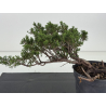 Juniperus sabina -sabina rastrera-  I-8712 vista 3
