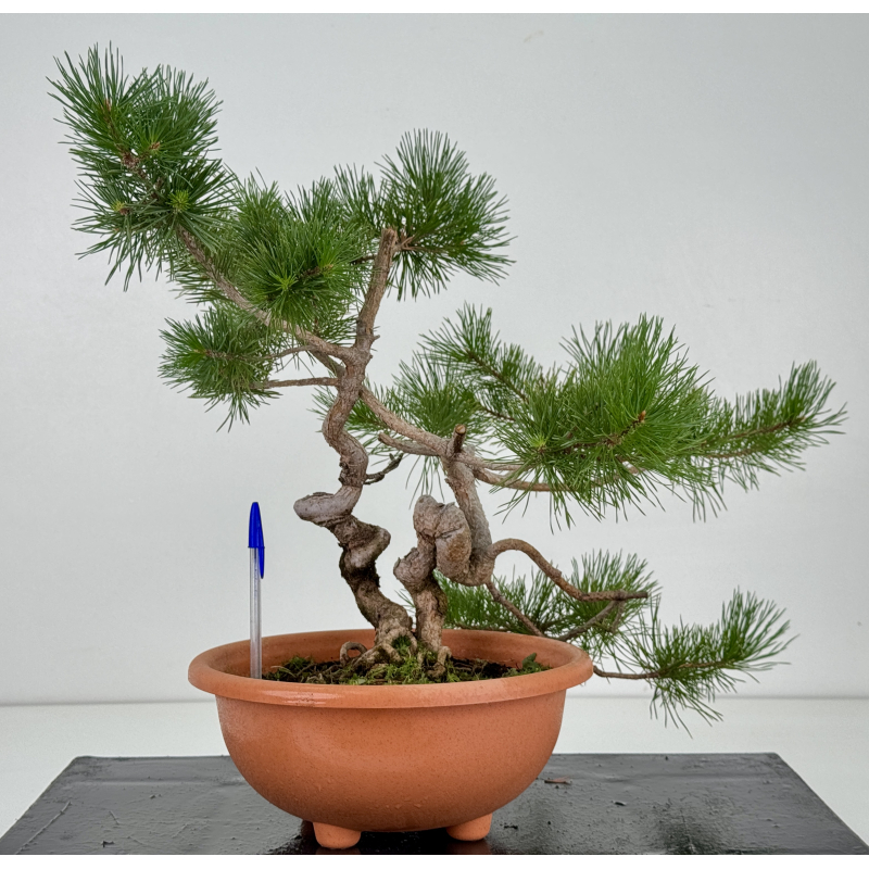 Pinus sylvestris -pino s- europeo- I-8713