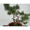 Pinus sylvestris -pino s- europeo- I-8713 vista 2