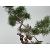 Pinus sylvestris -pino s- europeo- I-8713 vista 3