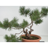 Pinus sylvestris I-8713 view 4