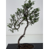 Juniperus sabina I-8714 view 2