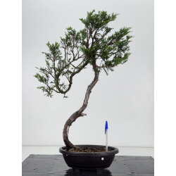 Juniperus sabina I-8714