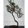 Juniperus sabina -sabina rastrera-  I-8714 vista 3