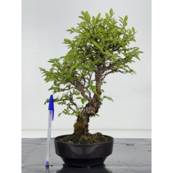 Zelkova nire I-8715
