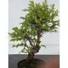 Zelkova nire I-8715 vista 2