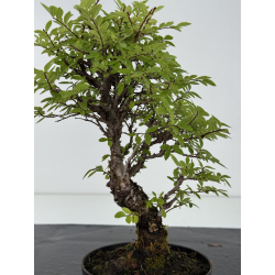 Zelkova nire I-8715 vista 3