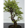 Zelkova nire I-8715 vista 3
