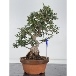 Olea europaea sylvestris -olivo acebuche- I-8716