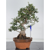 Olea europaea sylvestris -olivo acebuche- I-8716