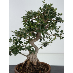 Olea europaea sylvestris -olivo acebuche- I-8716 vista 2