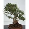 Olea europaea sylvestris I-8716 view 3