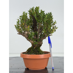 Buxus -boj- harlandii I-8717