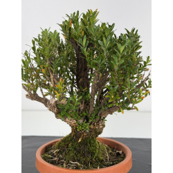 Buxus harlandii I-8717 view 2