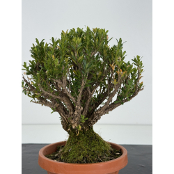 Buxus -boj- harlandii I-8717 vista 3