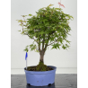 Acer palmatum yamamomiji I-8718