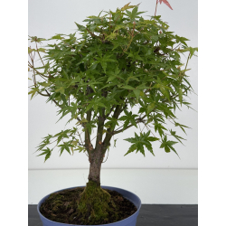 Acer palmatum yamamomiji I-8718 vista 2