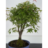 Acer palmatum yamamomiji I-8718 vista 2