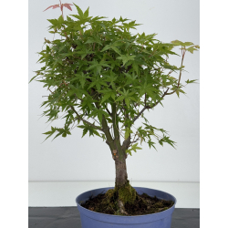 Acer palmatum yamamomiji I-8718 vista 3