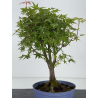Acer palmatum yamamomiji I-8718 vista 3