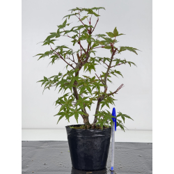 Acer palmatum deshojo I-8719