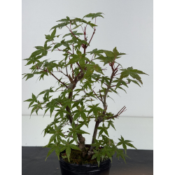 Acer palmatum deshojo I-8719 vista 2