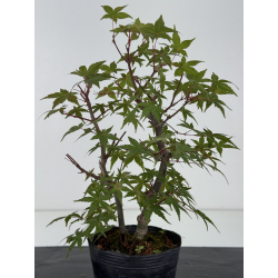 Acer palmatum deshojo I-8719 vista 3